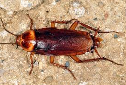 American Cockroach