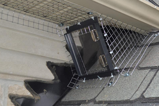 Entry Point Sealing Raccoon
