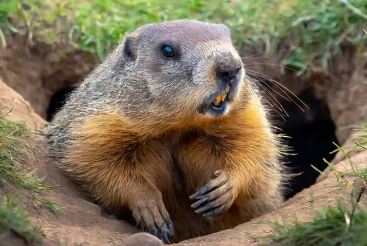 Groundhog Removal in Toronto GTA
