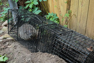 Humane Removal Groundhog