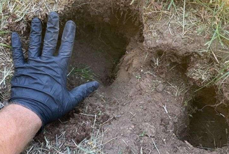 Inspection Groundhog