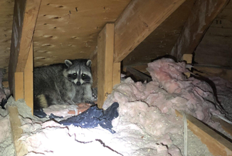 Inspection Raccoon