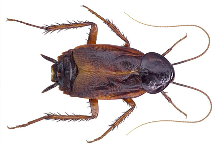 Oriental Cockroach