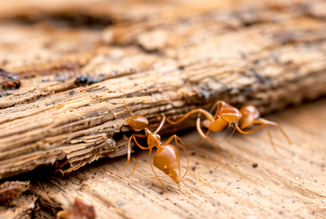 Pharaoh Ants