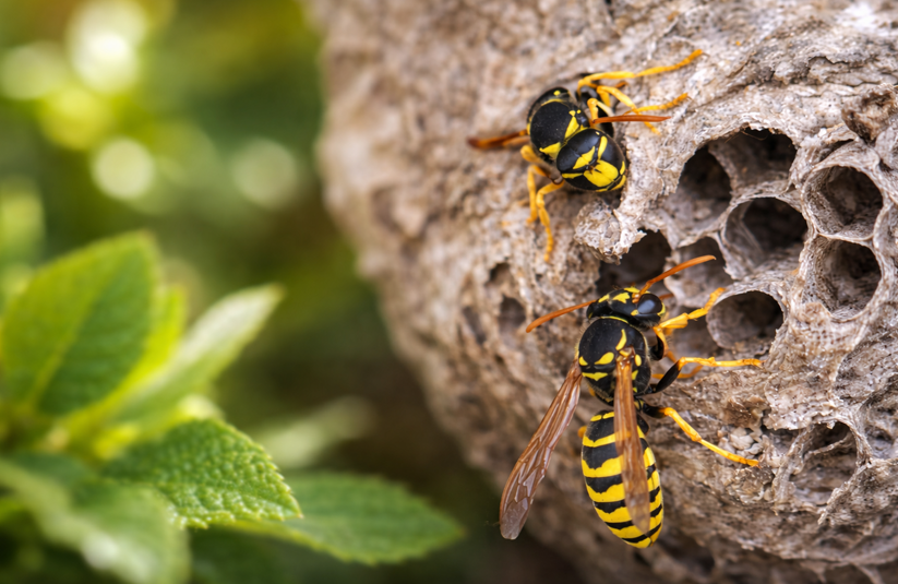 Why Wasp Removal is Important