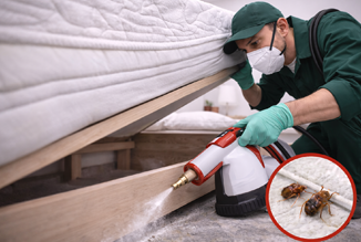 bed bug Deep Treatment Coverage