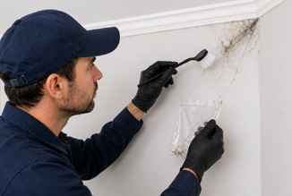 spider Web Egg Removal